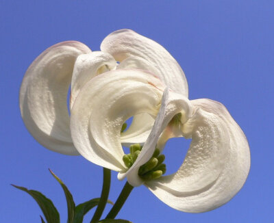 墨西哥四照花（Cornus florida subsp. urbiniana）