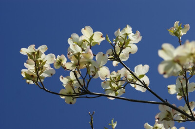 大花四照花 （Cornus florida）