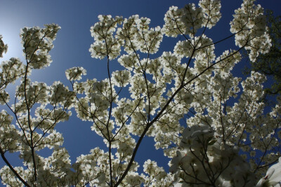 大花四照花 （Cornus florida）