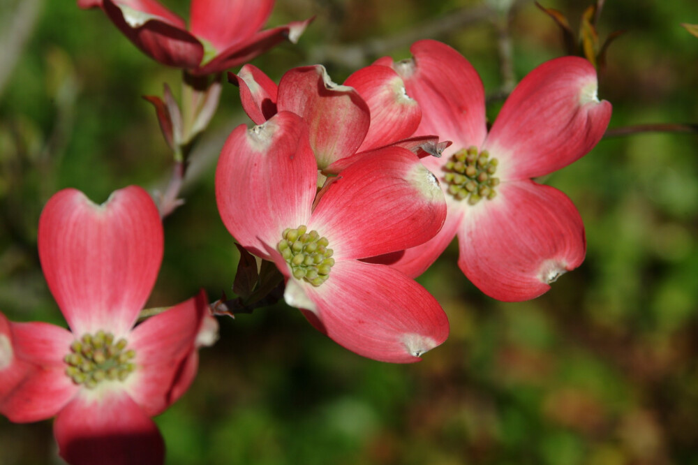 大花四照花（日文名：花水木） 园艺品种