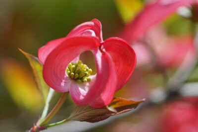 大花四照花 （Cornus florida）