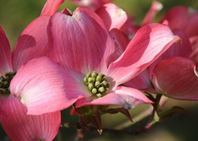 大花四照花 （Cornus florida）