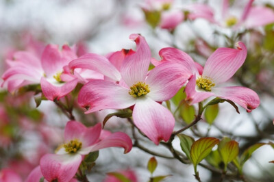 大花四照花 （Cornus florida）