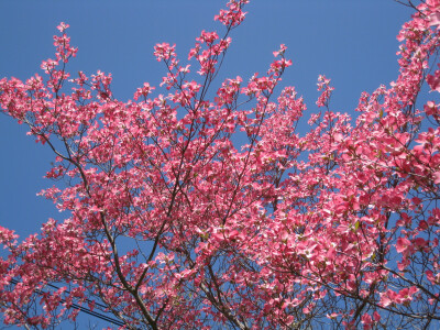 大花四照花 （Cornus florida）