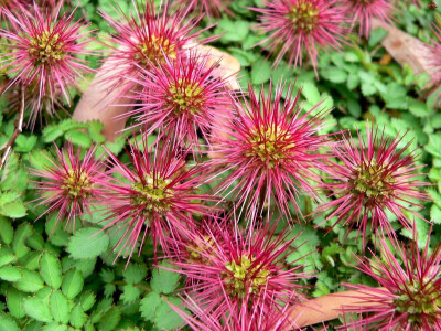 小叶猬莓（acaena microphylla）