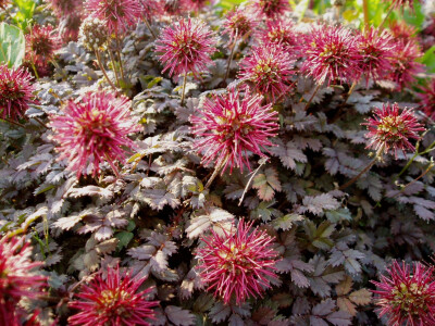 小叶猬莓（acaena microphylla）