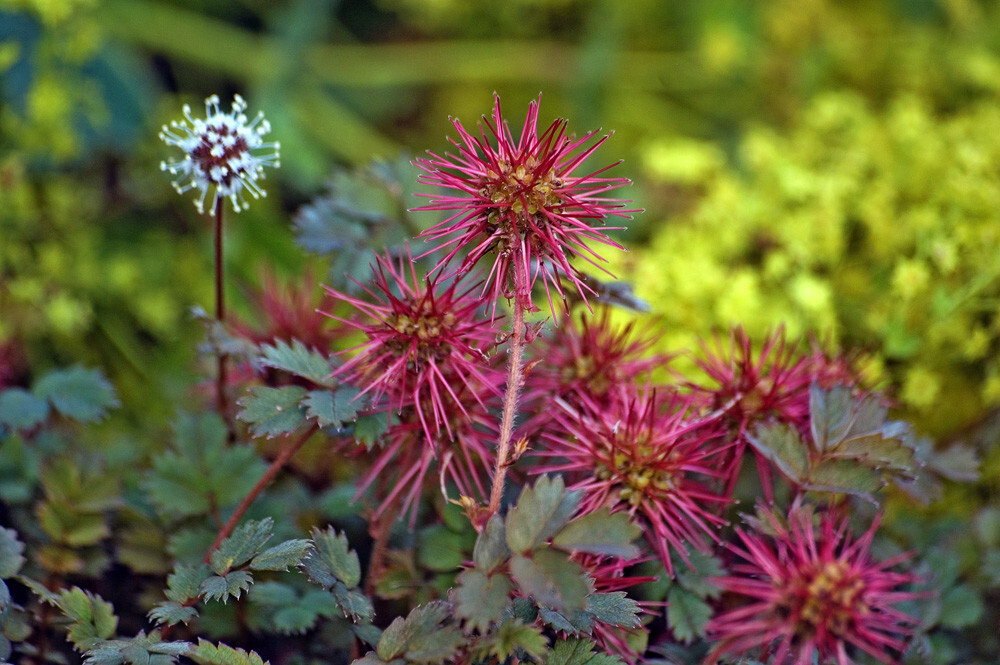 小叶猬莓（acaena microphylla）