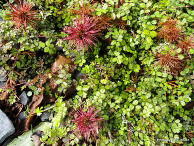 小叶猬莓（acaena microphylla）