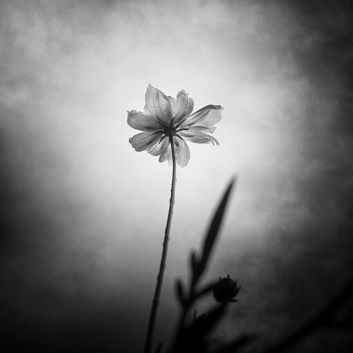 图片、花、flower、花草植物