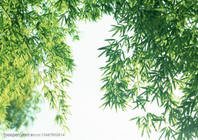 竹林风景-茂密的竹叶特写高清桌面图片素材