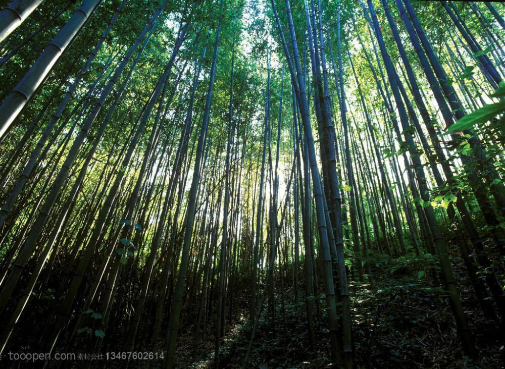 竹林风景- 仰视坡地上的竹林摄影背景桌面壁纸图片素材