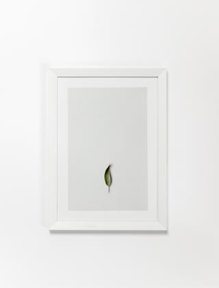 Cereal Magazine：SAGE LEAF PRINT 一张小画就能让我静下来。