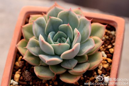 Echeveria 'Alfred' 花月夜X月影