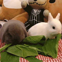 兔子吃东西
