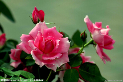 月季(拉丁学名:R. chinensis)，被称为花中皇后，又称“月月红”，蔷薇科。常绿或半常绿低矮灌木，四季开花﹐多红色﹐或粉色、偶有白色﹐可作为观赏植物，可作为药用植物，也称月季花。月季属于被子植物中的双子叶植…