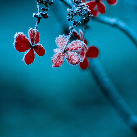 谁的等待，恰逢花开。