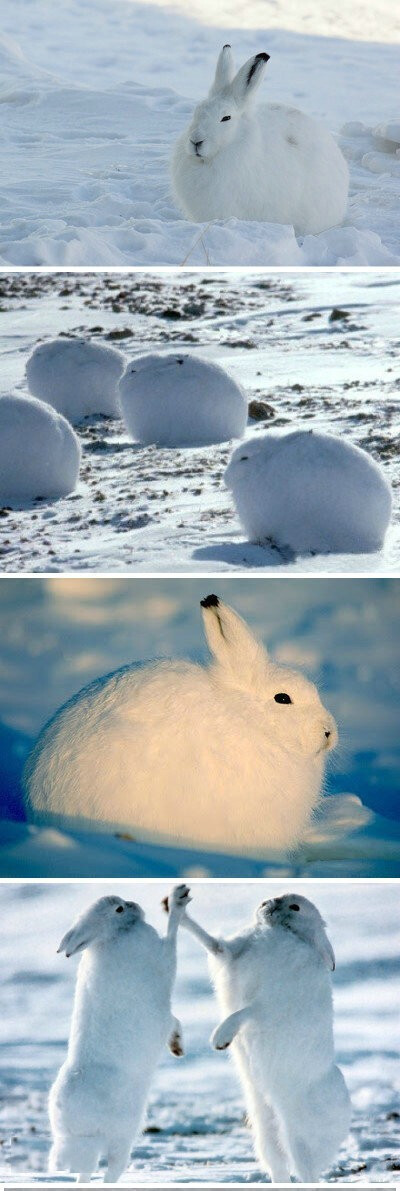 北极兔(Arctic hare)，是一种适应了北极和山地环境的兔子。肥肥的，耳朵和后肢小，有的还没有尾巴，看上去非常可爱！据度娘说它还会游泳噢。