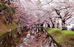 Cherry Blossom's Bridge.日本晚樱