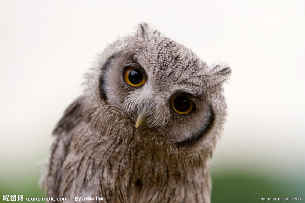 动物摄影鸟类猫头鹰天然呆萌