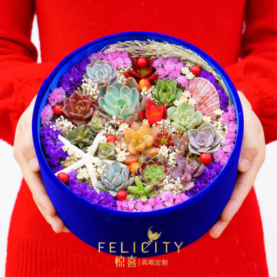 felicity 多肉植物礼盒 多肉花盒 海之恋 花盒 爱人 情人节礼物