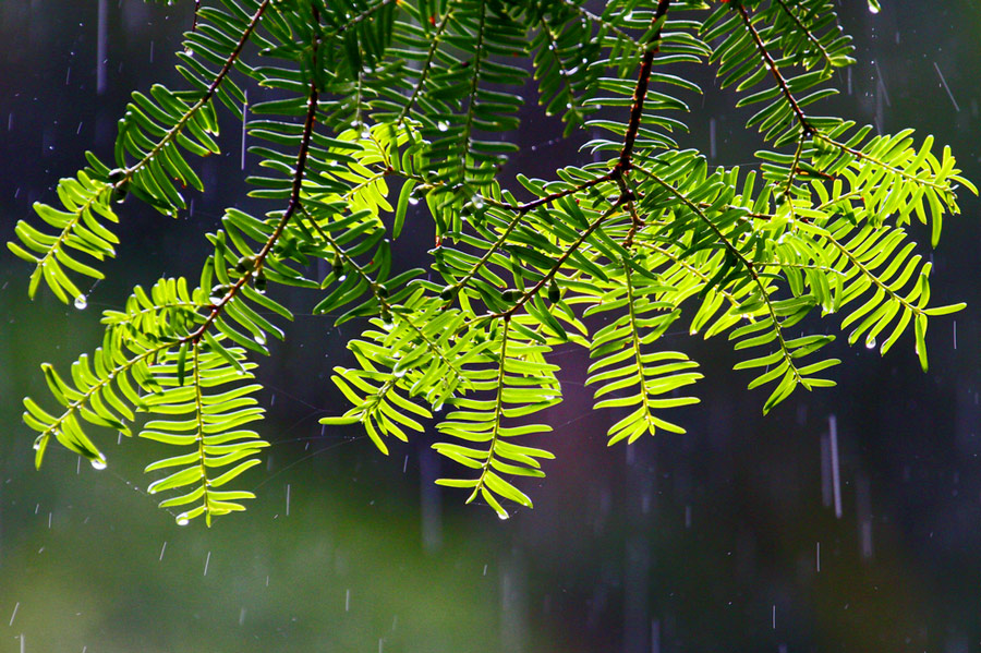 青葱雨季——红豆杉 红豆杉对大熊猫的影响远不如云杉、冷杉显著，但凭借含有抗癌物质紫杉醇而名噪天下，也因此遭到疯狂的破坏，被列为国家Ⅰ级重点保护植物和《中国物种红色名录》“易危”种。事实上，紫杉醇的提取过程复杂，盲目使用红豆杉有可能导致中毒。（图片来源：四川省第四次大熊猫调查图片展，黄耀华/摄于 峨边县…