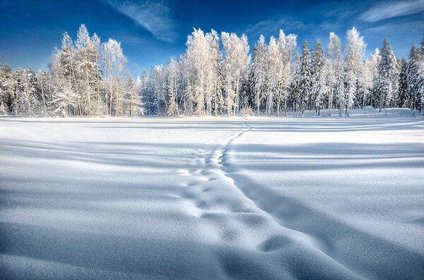 Mikko Lagerstedt