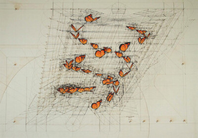 大自然序列费波那西数列（斐波那契数列、黄金分割数列）委内瑞拉艺术家 Rafael Araujo 单靠铅笔、尺、量角器画出了大自然中的奥妙数学：蝴蝶起飞的方式，贝壳的螺旋生长比例，许多作品都带有一种达文西手稿的风味，…