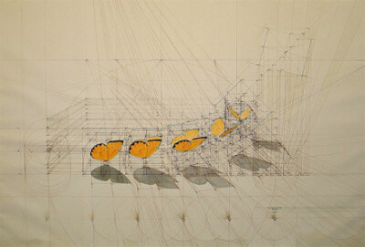 大自然序列费波那西数列（斐波那契数列、黄金分割数列）委内瑞拉艺术家 Rafael Araujo 单靠铅笔、尺、量角器画出了大自然中的奥妙数学：蝴蝶起飞的方式，贝壳的螺旋生长比例，许多作品都带有一种达文西手稿的风味，…