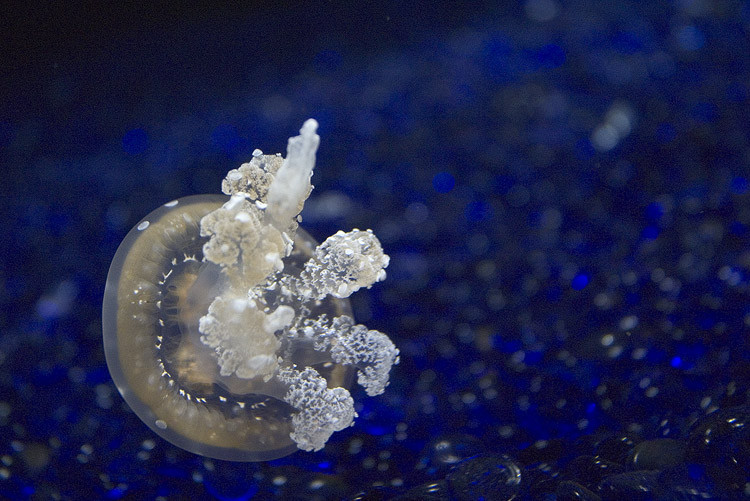 大堡礁水下奇景 - 老教授 - 老教授