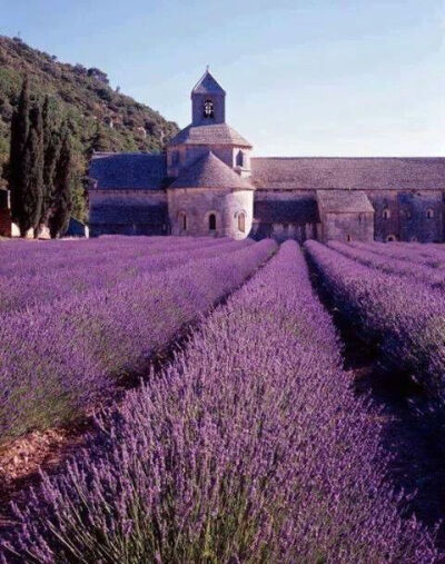 L' Abbaye de Senanques when the lavender is in bloom. You can go for vespers, heavenly!