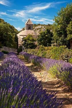 Provence lavender