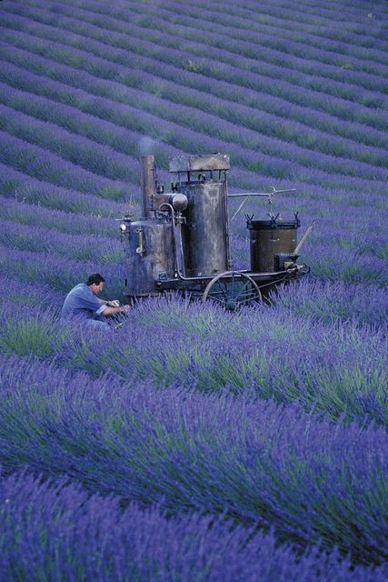 Olivier Baussan Distilling Lavender by LOccitane en Provence, via Flickr