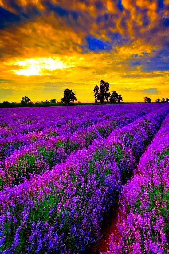 Lavender Fields Provence, France