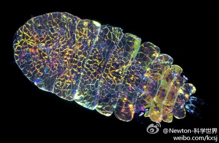 桡足类（Copepoda），为小型甲壳动物，体长在3mm以下，是海洋中重要的蛋白质来源。 很多的桡足类都是浮游动物，多栖于海底的，一些则是生活在陆地上，如沼泽、水沟等。桡足类有时被用作为指标物种。图二Sapphirina Copepoda照片由Stefan Siebert拍摄。