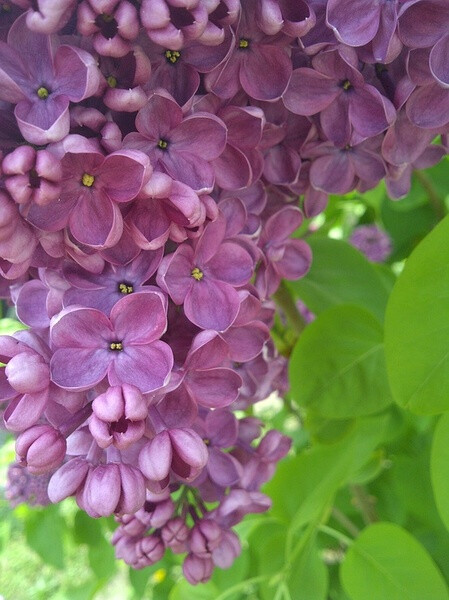 欧丁香（学名：Syringa vulgaris L.）是木犀科丁香属的植物。灌木或小乔木。树皮灰褐色。小枝、叶柄、叶片两面、花序轴、花梗和花萼均无毛，或具腺毛，老时脱落。小枝棕褐色，略带四棱形，疏生皮孔。花芳香；萼齿锐尖至短渐尖；花冠紫色或淡紫色，长0.8-1.5厘米，直径约1厘米，花冠管细弱，近圆柱形，长0.6-1厘米，裂片呈直角开展，椭圆形、卵形至倒卵圆形，先端略呈兜状，或不内弯。