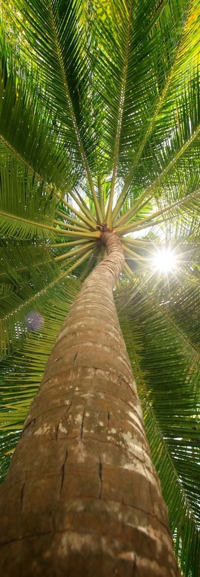 Palm Tree - Baros Maldives