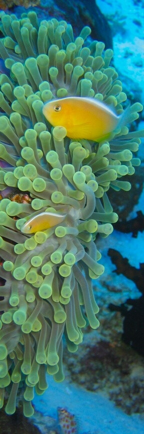 Sea Anemones and Fish