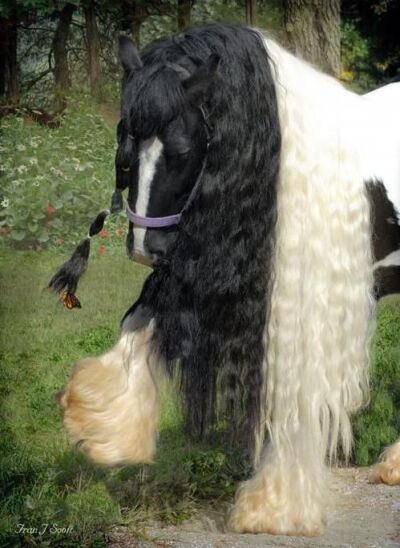 Gypsy Vanner. S)