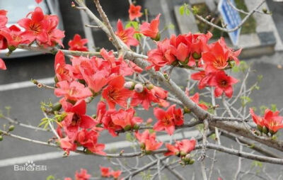 木棉花 木棉花是南方的特产，是广州市、高雄市以及攀枝花市的市花。五片拥有强劲曲线的花瓣，包围一束绵密的黄色花蕊，收束于紧实的花托，一朵朵都有饭碗那么大，迎着阳春自树顶端向下蔓延。木棉花又称英雄花，连它…