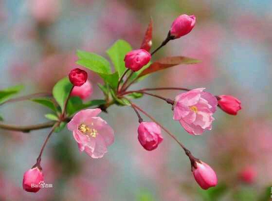 垂丝海棠 海棠的一种，中国特有的植物。 属于蔷薇科苹果属， 待到花期的时候，满树都是垂垂的粉色花朵， 特别好看