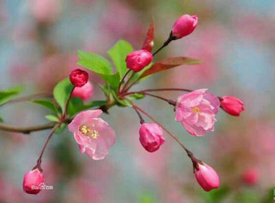 垂丝海棠 海棠的一种，中国特有的植物。 属于蔷薇科苹果属， 待到花期的时候，满树都是垂垂的粉色花朵， 特别好看
