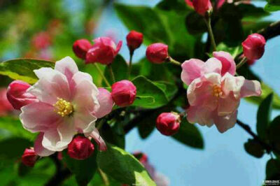 西府海棠 海棠的另一种，和上面垂丝海棠菇凉是本家， 科属都是相同的， 不同的就是， 垂丝菇凉的花杆子是朝下的，西府菇凉的是朝上的。 还有就是，西府海棠的花梗短, 多为绿色, 垂丝海棠花梗相对较长, 呈紫红色 。