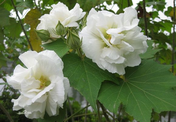 木芙蓉 又名芙蓉花，拒霜花，木莲， 锦葵科木槿属，和木槿是同科属的哦~