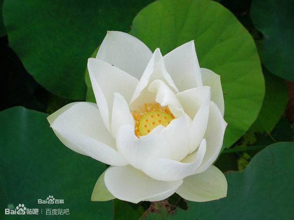 莲花， 多年生水生植物 拉拉~~出淤泥而不染，濯清涟而不妖的来了， 莲花自古为文人墨客所喜爱， 它的盛名不输给菊和牡丹的呢。 莲花的品种实在再多了，中国就有好多好多， 自然也是极美的。 莲花同志与上面的水芙蓉同志的外形相似程度99%， 哈，其实还有有不同滴， 莲花的花茎比较长，而水芙蓉的花茎很不明显， 要区分这个就是最大的分别点了。 不过国内种植的一般都为莲花，水芙蓉的还是比较少的。