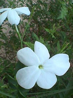 素馨 又名素英、耶悉茗花、野悉蜜、玉芙蓉、素馨针，属木犀科 此花的花色纯白，香味芬芳，原产于岭南一带， 花型和名字其实很相衬， 纯白色的小花，雅致朴素， 有那么点儿超然的意味。