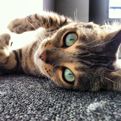 Sunbathing #bengal #cat by Juan Madrigal Photo, via Flickr