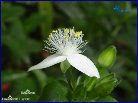 白花紫露草 属于 鸭跖草科 鸭跖草属的多年生草本植物 又名，淡竹叶、白花紫鸭跖草 其实比起学名我更喜欢淡竹叶这个称呼， 很清雅，宛若一袭绿色纱裙的浅笑女子