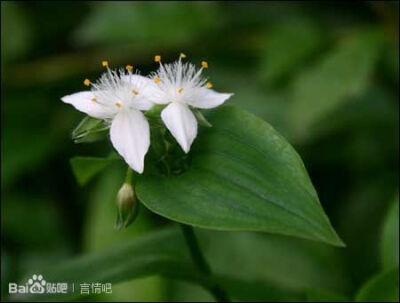 白花紫露草 属于 鸭跖草科 鸭跖草属的多年生草本植物 又名，淡竹叶、白花紫鸭跖草 其实比起学名我更喜欢淡竹叶这个称呼， 很清雅，宛若一袭绿色纱裙的浅笑女子