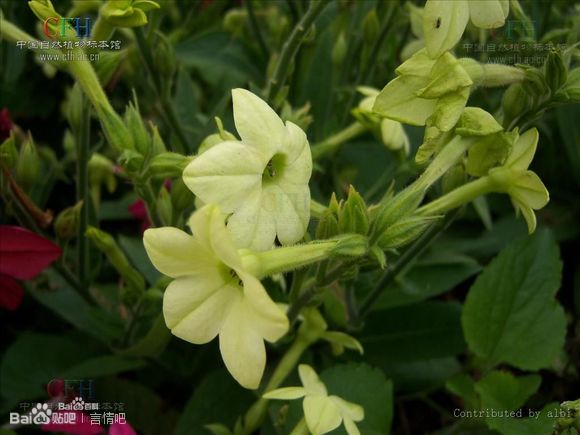 花烟草 属于茄科 烟草属的一二年生草本植物， 别名：美花烟草、烟仔花、烟草花 这个花花是在夜间和阴天开放的， 有阳光的时候是不开滴~~ 样子很一般的草花， 便宜是因为名字好听。