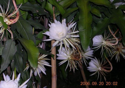 昙花 是属于仙人掌科昙花属的植物， 这个花花可谓大名鼎鼎， 名称也有很多啦， 什么 月下美人、昙华、月来美人、夜会草、鬼仔花、韦陀花等等， 昙花最出名的莫过于只开一现，花期是6-10月份，时间是晚上8-9点钟，盛…